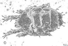 mite Pagine Di Culore Stampabile